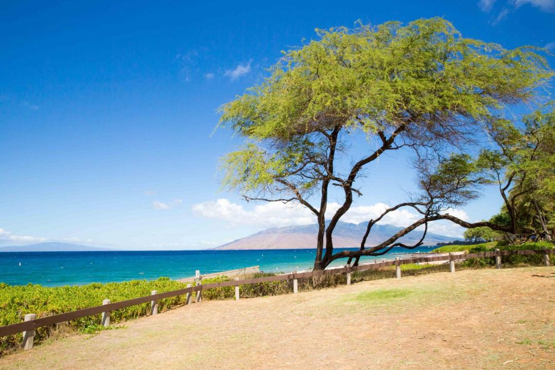 Photo of Others in Kihei