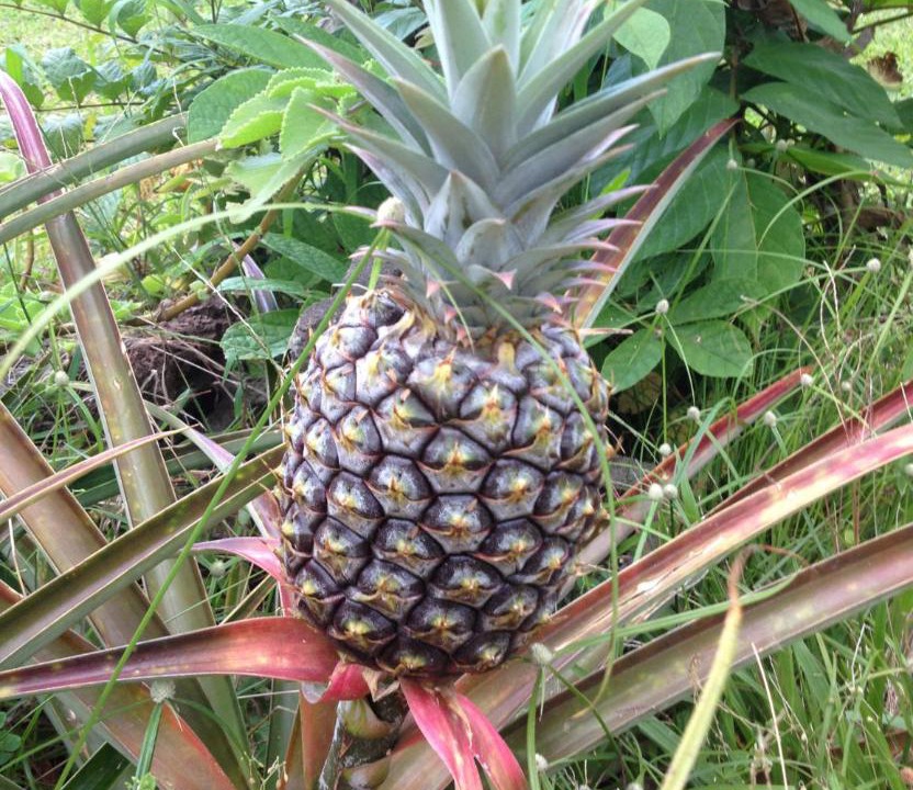 Photo of Outdoor in Hana