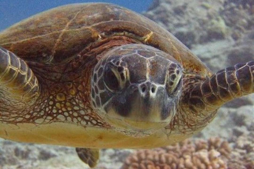 Photo of Others in Kailua-Kona